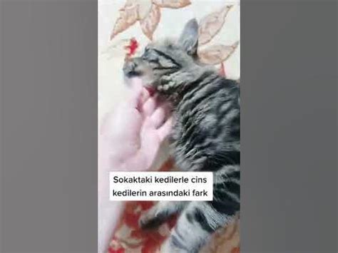 Kedi: Gizemli Sokak Kedileriyle Dolu Bir Belgesel Müthiş Bir Deneyim Mi?